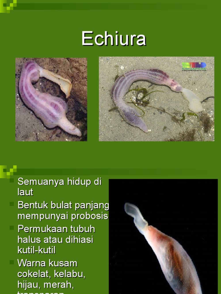 Echiura.ppt
