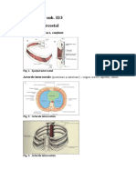 documents.mx_3-spatiul-intercostal.doc