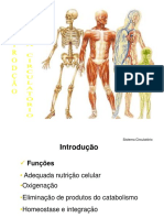 Aula 5 - Sistema Circulatório - Parte 1