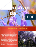 Jacaranda