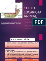 Célula Eucariota Animal