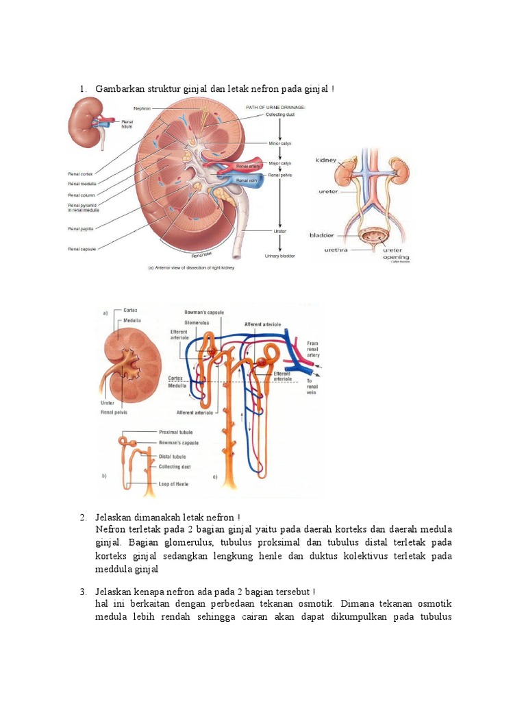 Unduh 61+ Gambar Ginjal Dan Jelaskan Terbaik Gratis HD