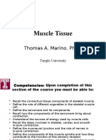 Muscle Tissue: Thomas A. Marino, PH.D