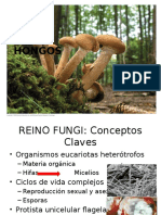 Reino Fungi Resumen