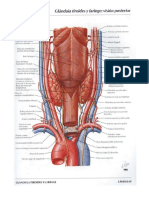 Cabeza y Cuellob PDF