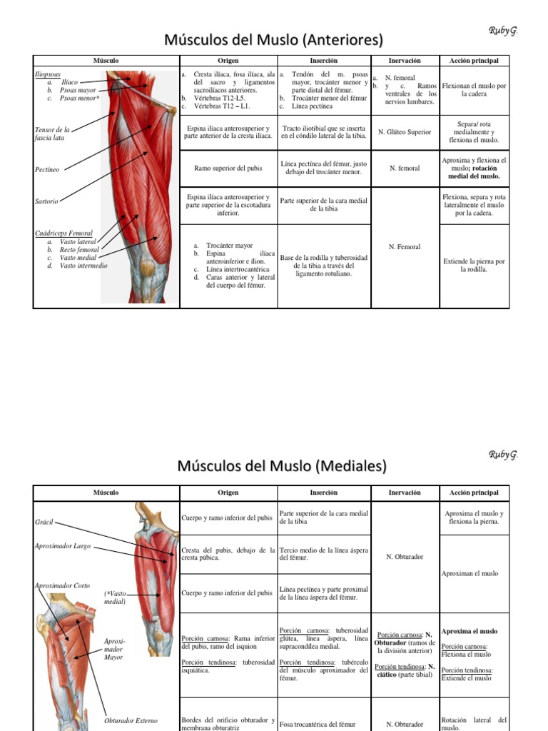 Músculos Del Muslo PDF | PDF | Tejido suave | Sistema esquelético