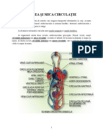 Referat Marea Si Mica Circulatie