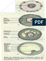 Ovocito PDF