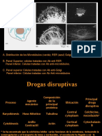 Citoesqueleto y Drogas