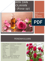 Budidaya Dan Pengolahan Mawar (Rosa SP)