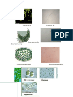 Types of Cyanobacteria Found in Freshwater Bodies