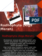 Rodhophyta (Alga Merah) 1