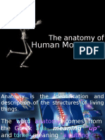 Human Movement: The Anatomy of