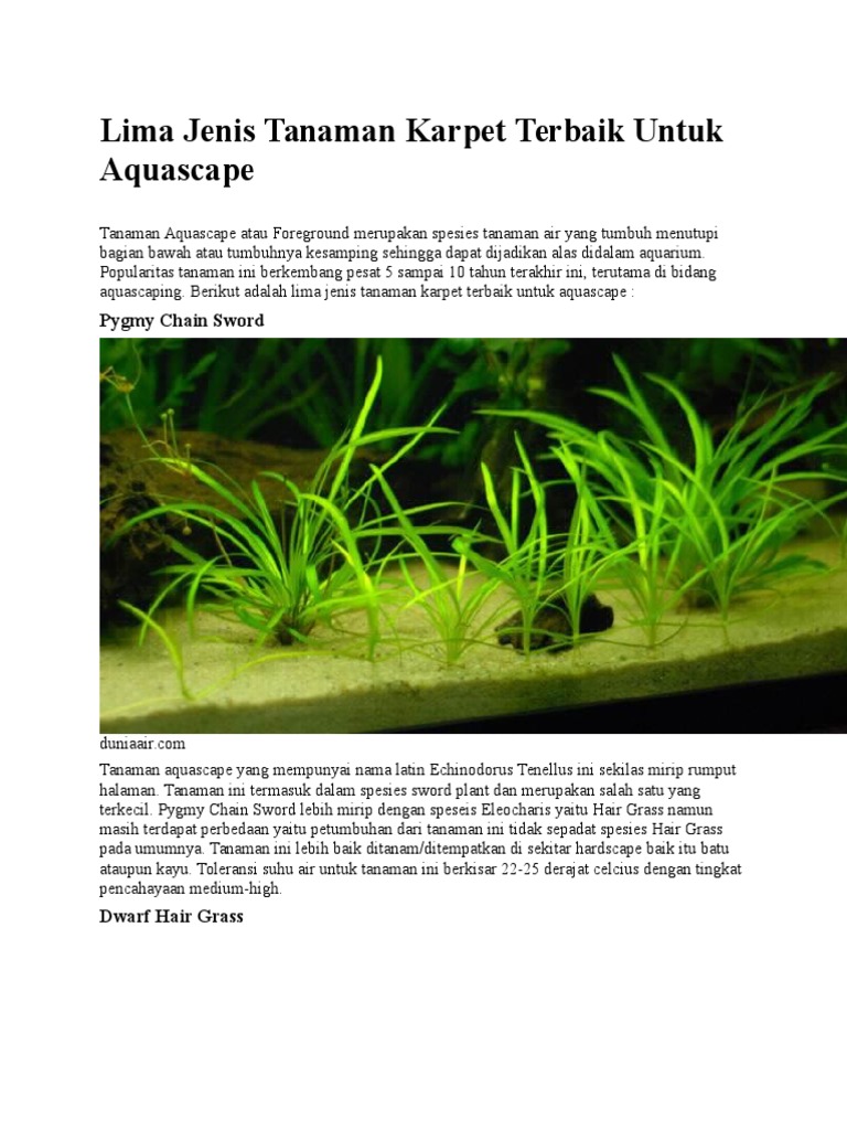 Lima Jenis Tanaman Karpet Terbaik Untuk Aquascape