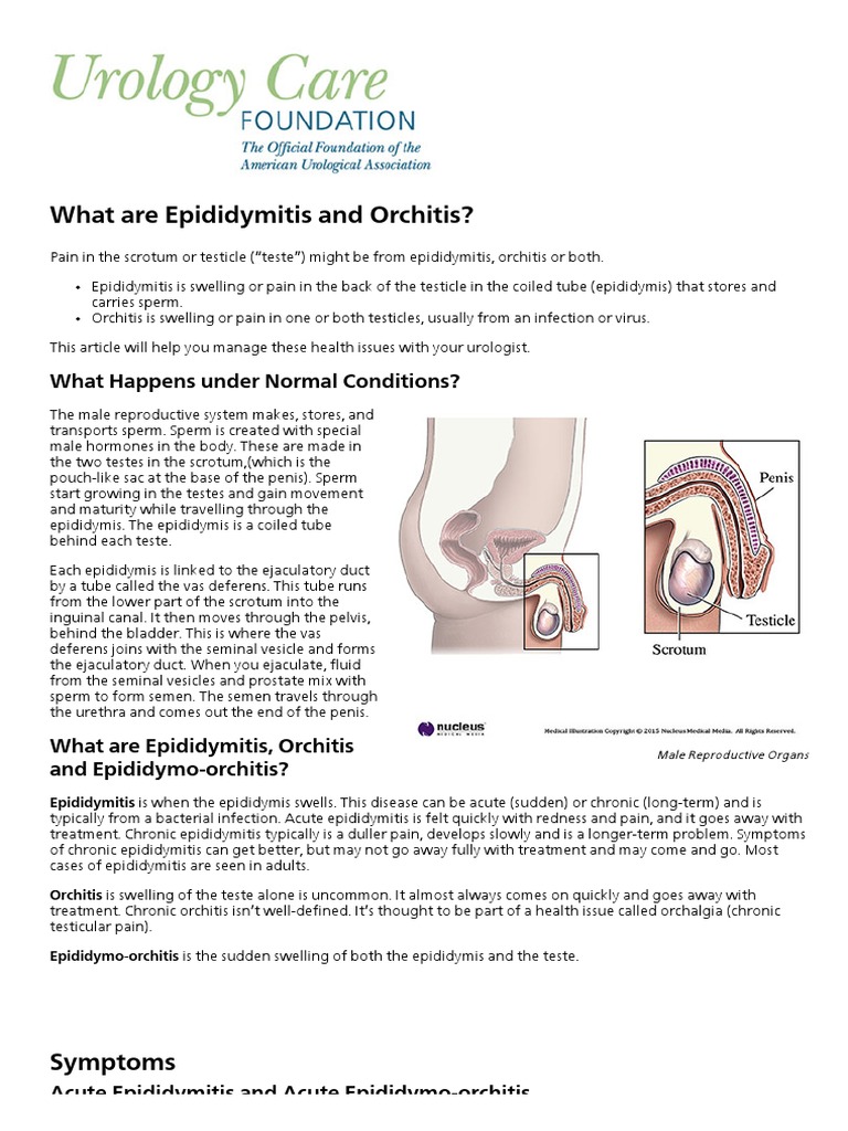 Urology Care Foundation - What are Epididymitis and Orchitis_.pdf ...