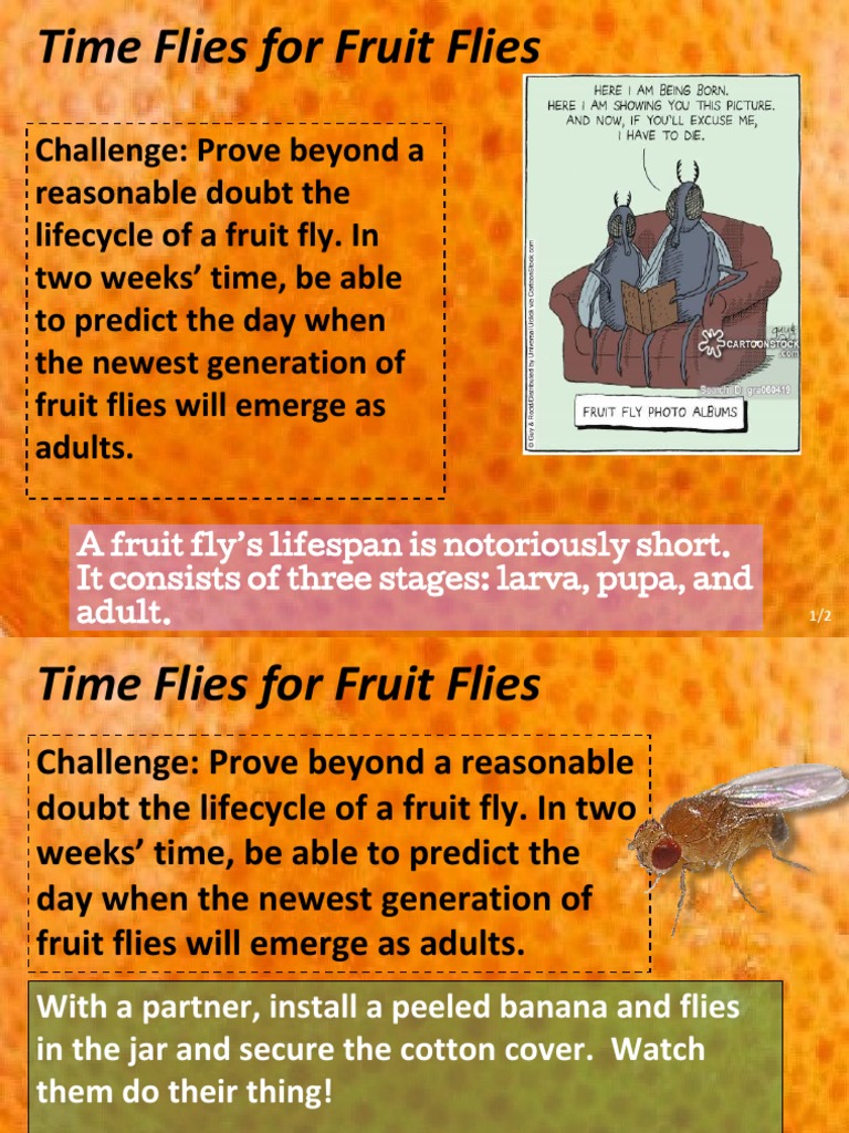 Fruit Fly Lifecycle Experiment Guide | PDF | Fly | Drosophila Melanogaster