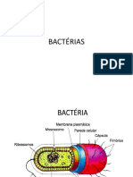 AULA 5 Bactérias