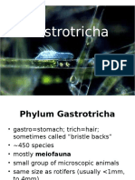 Gastrotricha