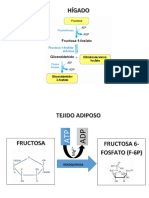 2.1.0 Glucólisis.-Rutas Alimentadoras de La Glucólisis