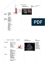 Anatomia Vascular