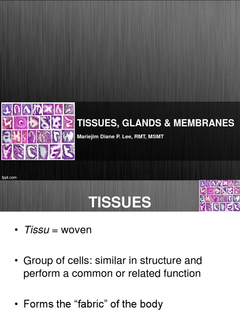 3 Tissues, Glands and Membranes | PDF | Epithelium | Connective Tissue