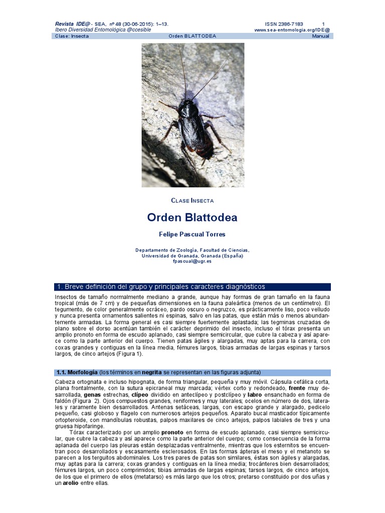 Revista 48 | PDF | Insectos | Huevo