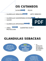 Diapositiva Piel y Anexos Cutáneos II