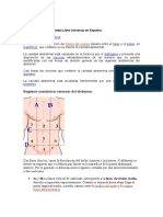 Anatomia Topografica