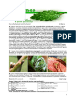 Kerbarat 2015 4 PDF