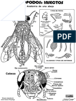 Insecto Abejaypiezas