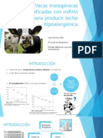 Vacas Transgénicas Modificadas Con MiRNA