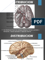 Anatomia