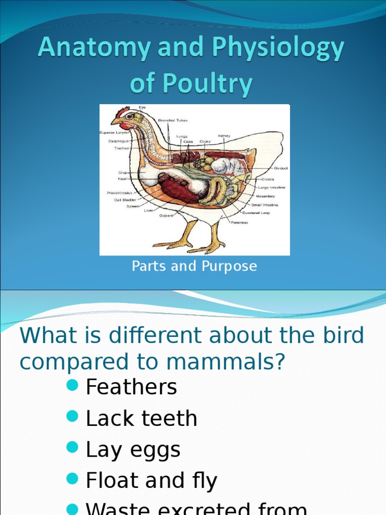 Poultry Anatomy and Physiology | Blood | Lung