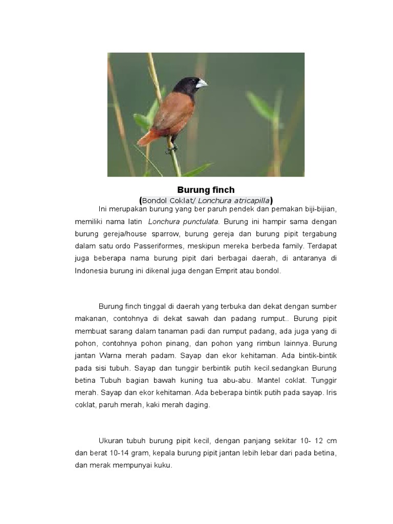 Burung Finch