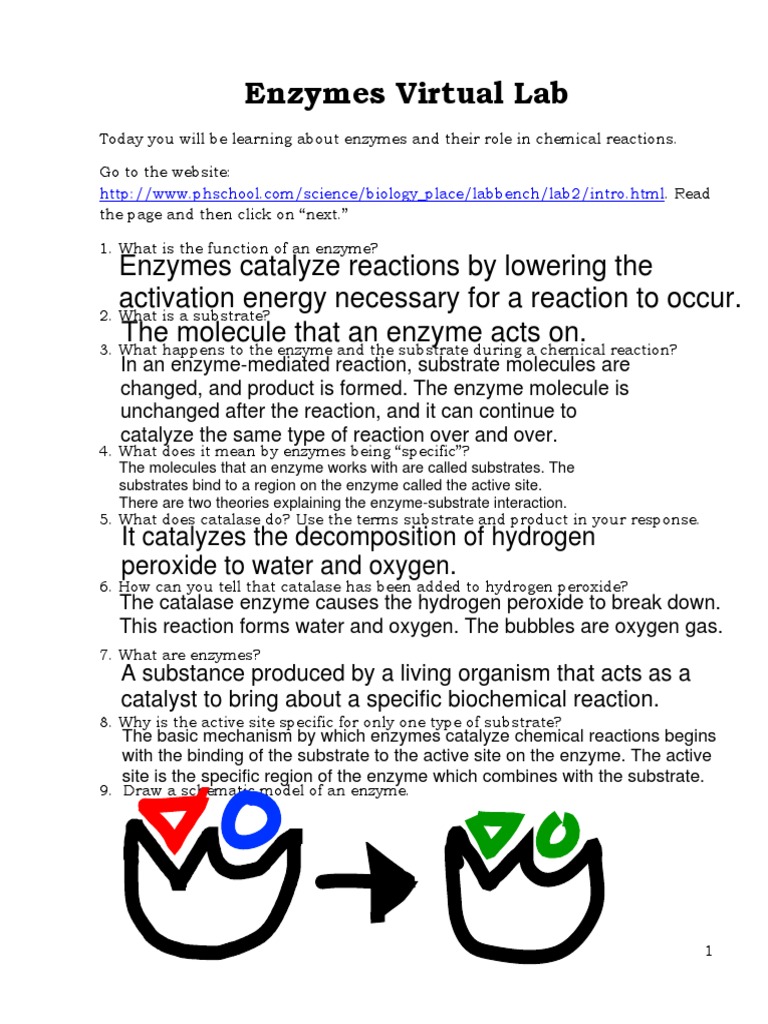 Enzymes virtual lab pdf active site enzyme