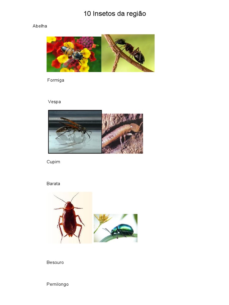 10 Insetos Da Regiao | PDF