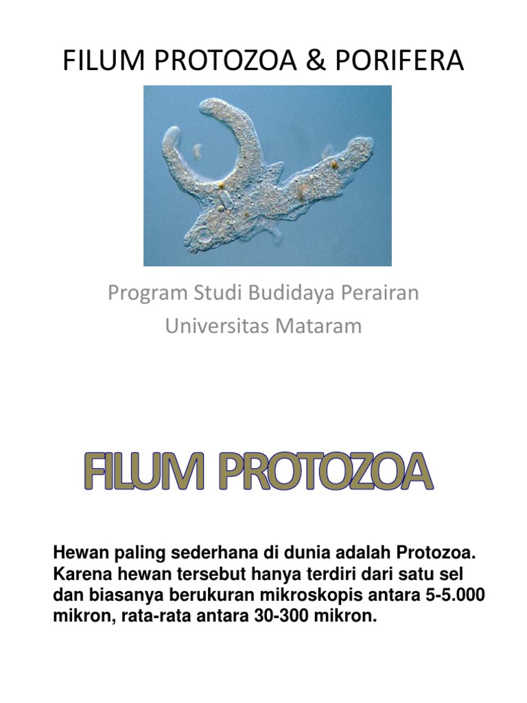 8500 Gambar Hewan Filum Protozoa Gratis Terbaru