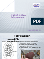 Unidad IV. Poliplacophora
