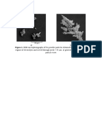 Figure 1. SEM Microphotographs of Cu Powder Particles Obtained by The Galvanostatic