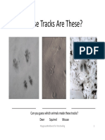 Making Animal Tracks