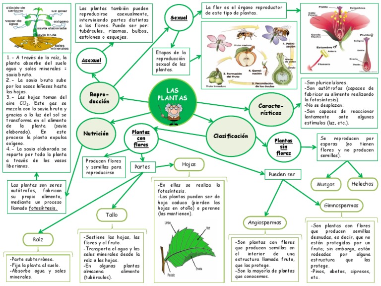Mapa Mental Las Plantas