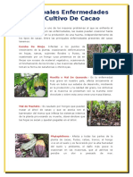 Principales Enfermedades Del Cultivo de Cacao