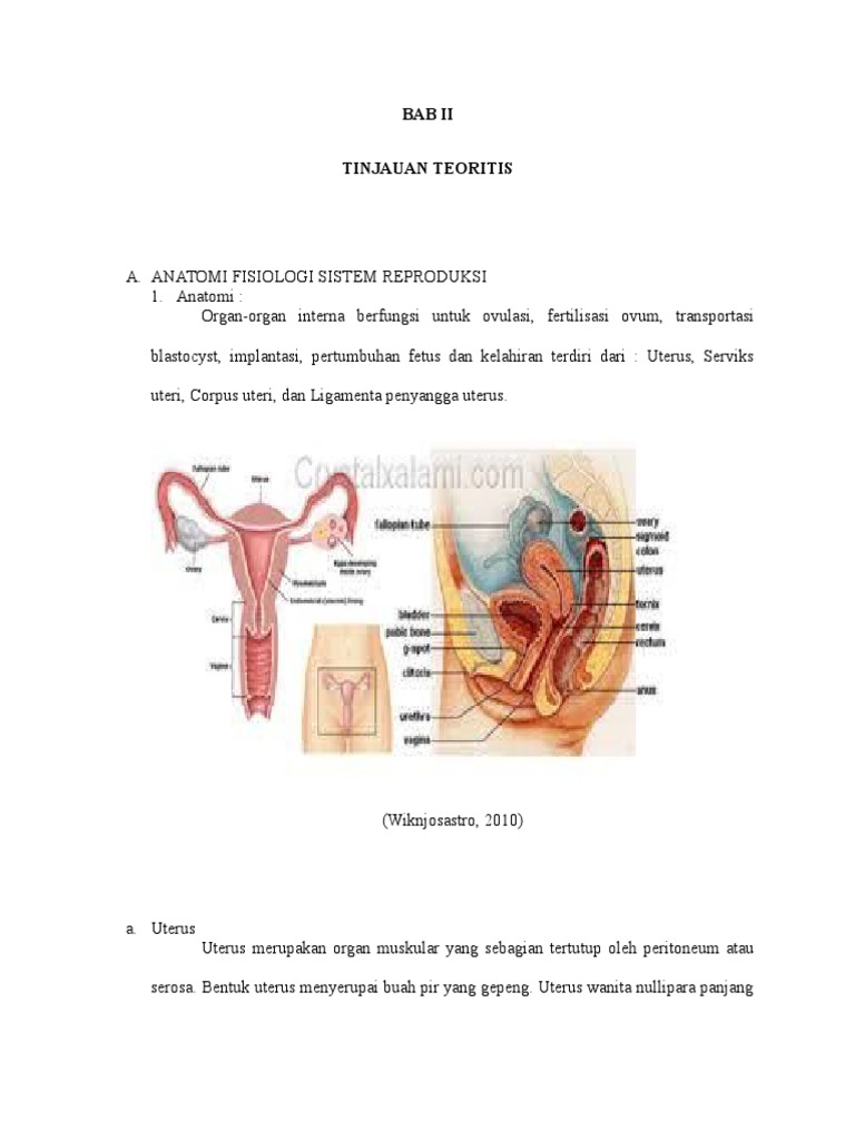Anatomi Fisiologi Kpd 3