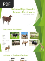 Sistema Digestivo Dos Animais Ruminantes