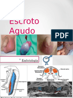 Escroto Agudo