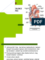 5 Fisiologikardiovaskular