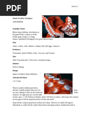 octopus