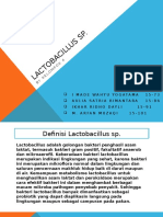 Lactobacillus SP