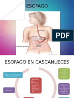 ESOFAGO Patoligias 2 