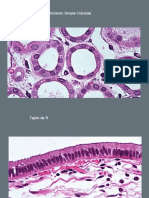 Epitelio Plano Simple - PPTX - 0